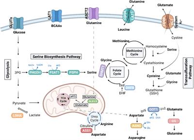 Amino acid metabolism in primary bone sarcomas